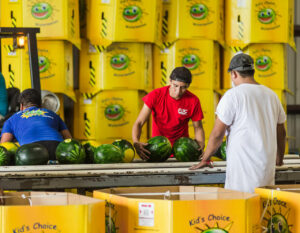 Kids Choice Watermelons Gallery watermelon processing