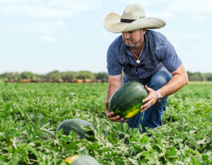 Kids Choice Watermelons Farmers caring for his watermelons