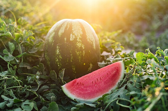 Nutrition Kids Choice Watermelons in the field