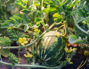 Kids Choice Watermelons Gallery watermelon on the vine