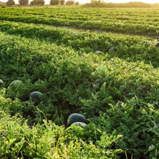 what we do kids choice watermelons farm fresh